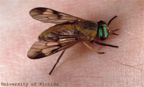 Yellow Fly Diachlorus Ferrugatus