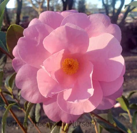 Camellia Japonica Marie Bracie STD Urban Tree Farm Nursery