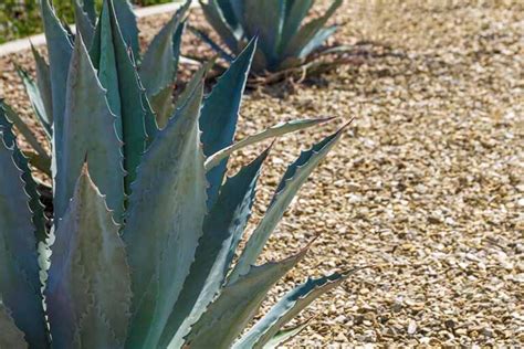 27 of the Best Xerophytes to Plant in a Water-Wise Garden