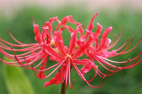 Red Spider Lily Lycoris Radiata Heirloom Bulbs 50 OFF