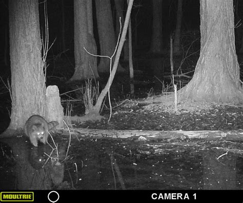 Trail Cam – Wildlife Leadership Academy