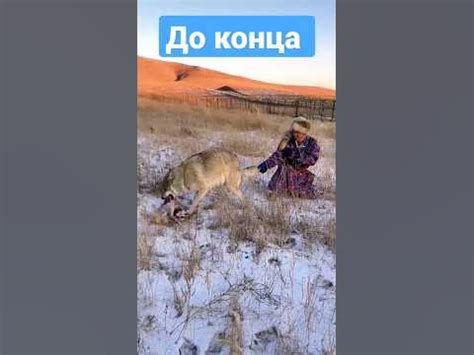 Қасқыр #kazakhstan - YouTube