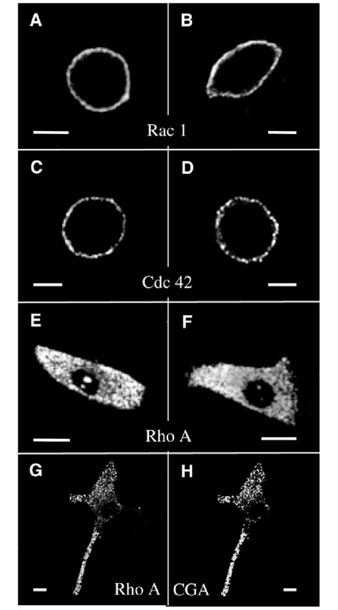 Intracellular Distribution Of Rac1 Cdc42 And Rhoa In Cultured Download Scientific Diagram