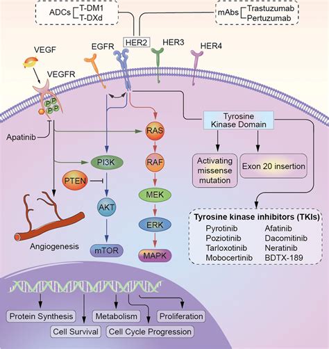 Landscape of HER2 signaling pathways and mechanistic basis for ...