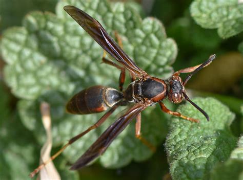 wasp031419 - Polistes - BugGuide.Net