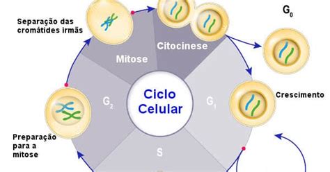 Divis O Celular Mitose