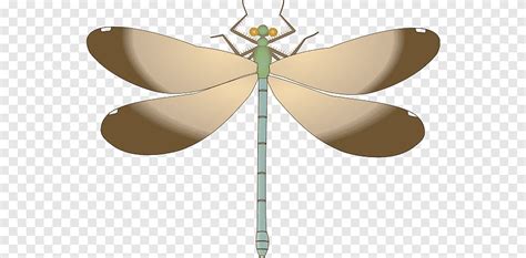 Dragonfly Drawing Dragonfly Insects Arthropod Png Pngegg