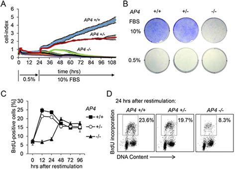 AP4 is required for mitogen- and c-MYC-induced cell cycle progression ...