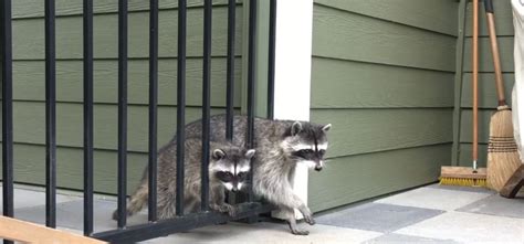 What Are Some of the Symptoms of a Sick Raccoon?