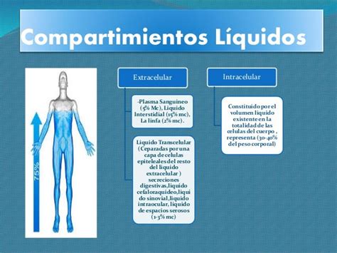 El Agua En El Organismo Compartimientos Líquidos Conceptos Materia