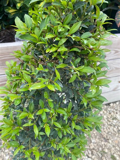 Eugenia Myrtifolia Topiary Cone Shape Inch Pot Etsy