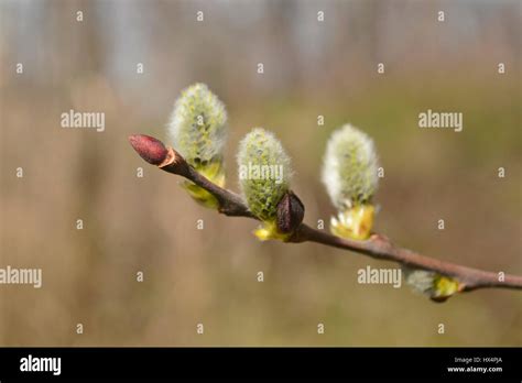 Pussy Willow Catkins Flowering With A Soft Natural Background Stock Photo Alamy
