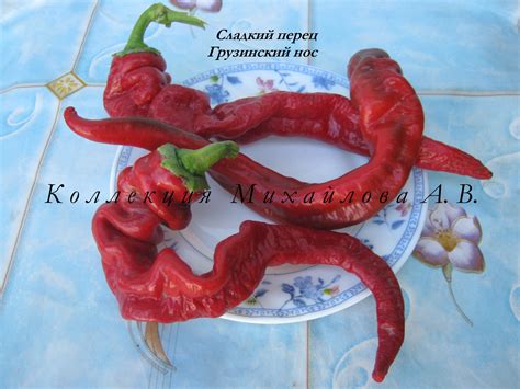 Сладкий перец Грузинский нос