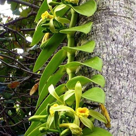 Vanilla Planifolia Baunilha Orqu Deas Cia