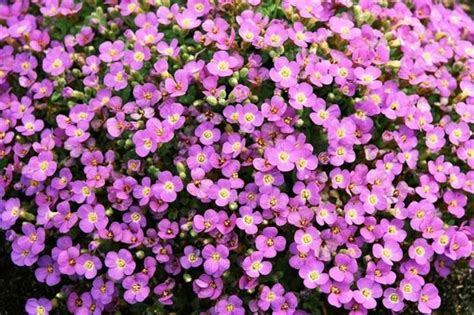 Бакопа: описание, разновидности, посадка и уход - Журнал Совхозик