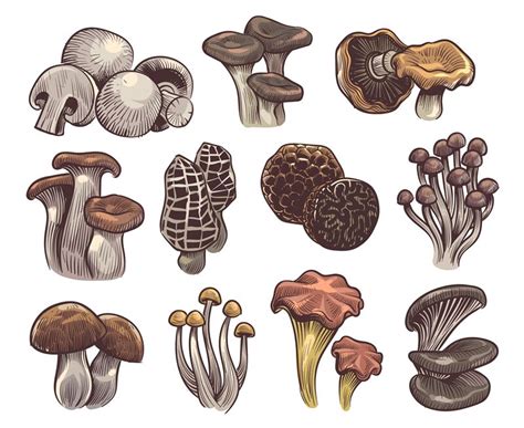 Hand Drawn Mushrooms Colorful Sketch Mushroom Champignon And Truffle