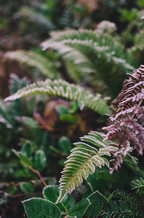 Frosty Swords Fern