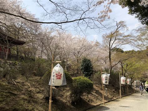 『桜満開 大津 長等公園～三井寺～琵琶湖疎水を歩いてきました。』大津滋賀県の旅行記・ブログ By Olive26さん【フォートラベル】