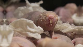 We Expel Carbon Dioxide As Waste Naked Mole Rats Bathe Their Brains In It To Prevent Seizures