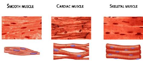 Are Involuntary Muscles Found Only In The Heart