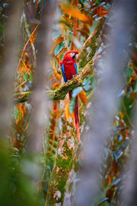 Red Ara Parrot Scarlet Macaw Ara Macao In Its Natural Colorful Rain