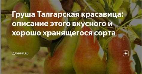 Груша Талгарская красавица: описание этого вкусного и хорошо ...