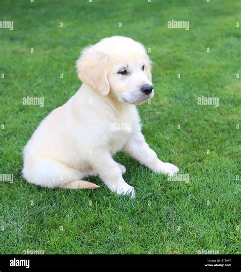 Golden Retriever Labrador Puppy On The Green Grass Stock Photo Alamy