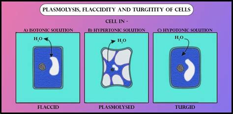 Hypotonic Plant Cell