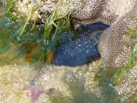 Naturescouter Naked Hermit Crab Nhc S Sentosa Guided Walk