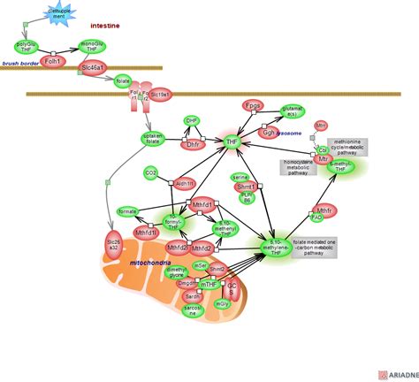 Folate Cycle Metabolic Pathwayrat Genome Database