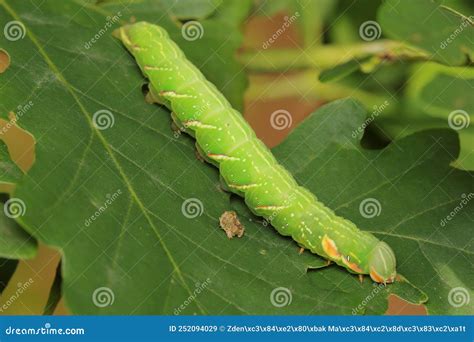 La Polilla La Gran Oruga Prominente Peridea Anceps Larvae Caterpillar