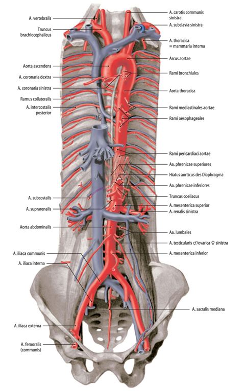 Anatomie Der Gef E Und Operative Zugangswege Springerlink