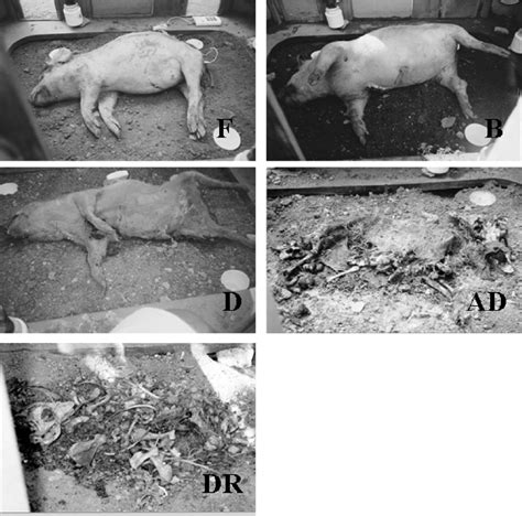 Illustration Of The Five Stages Of The Decomposition Process Fresh Download Scientific Diagram