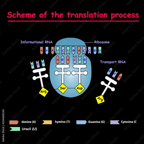 Scheme Of The Translation Process Syntesis Of Mrna From Dna In The