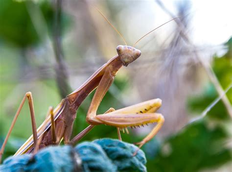 11 Biblical Meanings Of Seeing A Praying Mantis House