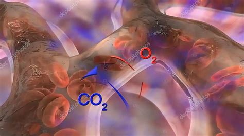 Los Alvéolos Son El Sitio De Intercambio De Oxígeno Y Dióxido De Carbono En Los Pulmones Se