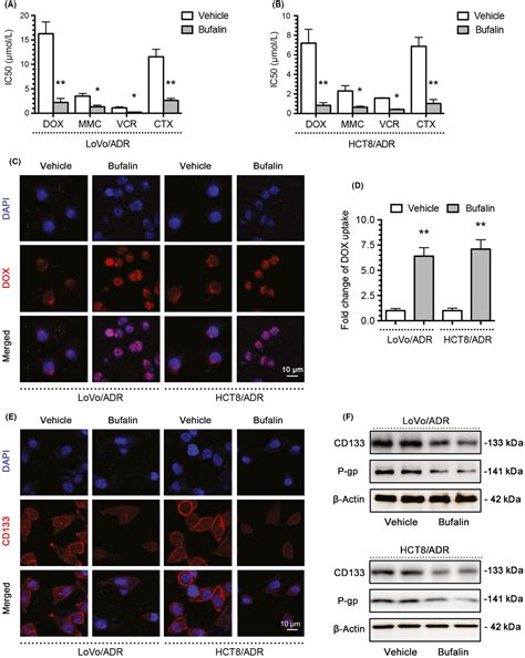 Bufalin Reverses Multidrug Resistance By Regulating Stemness Through