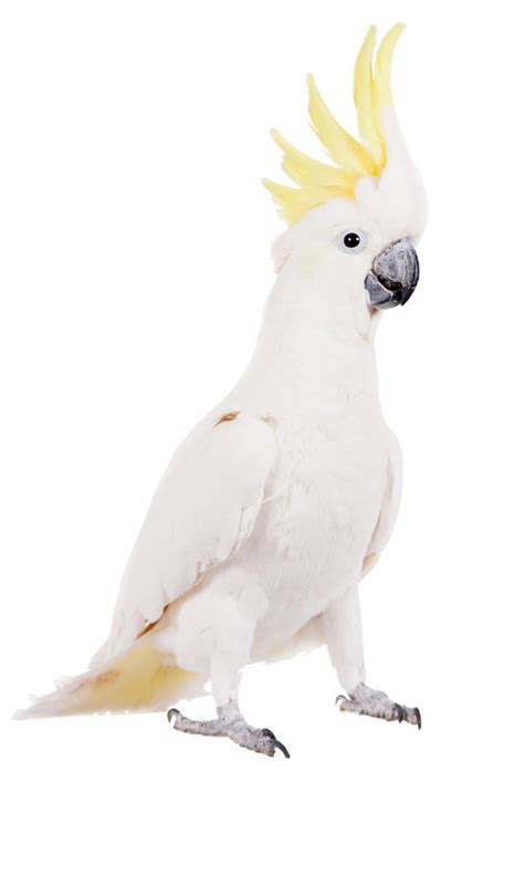 Yellow Crested Cockatoo | The Animal Store