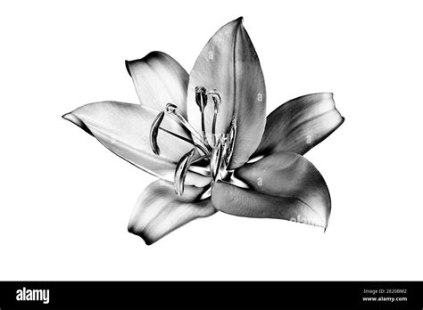 Black And White Photography Lilies