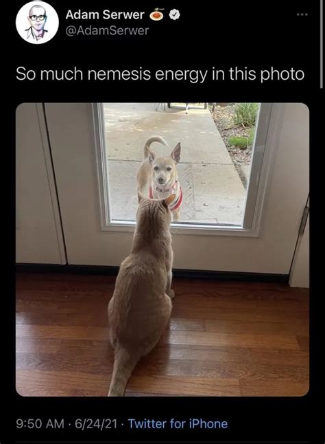 absolutely funny animal memes
