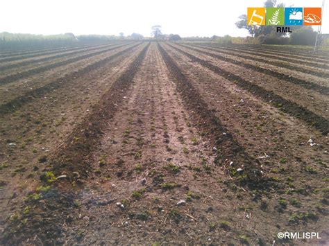 Groundnut Germination 2 RMLISPL For Farmers Flickr