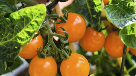 Tomaten gießen warum man Salzwasser nehmen sollte