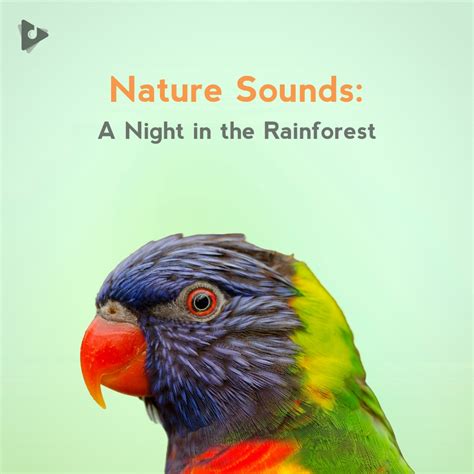 Nature Sounds: A Night in the Rainforest Playlist | Lullify