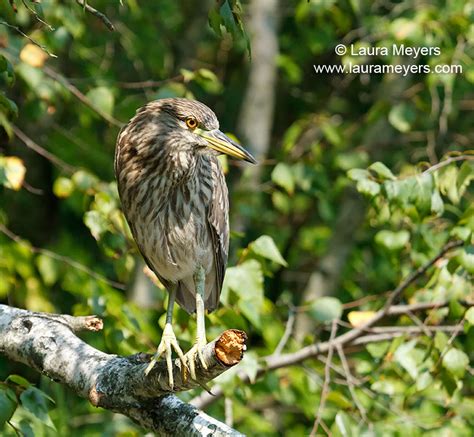 Wading Birds Archives Laura Meyers Photography