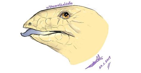 Drew Uapiepenburg97 S Blue Tongued Skink Album On Imgur