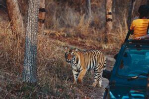 Tadoba Jungle Safari - Incredible Tadoba