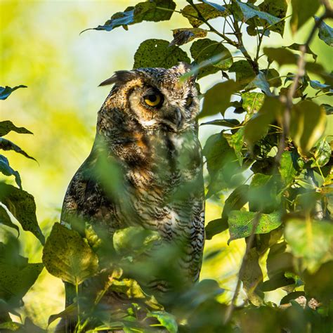 The elusive winged wizard. Lee Metcalf Wildlife Refuge, Montana. : r