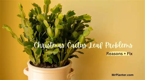 Christmas Cactus Leaf Problems Causes Easy Fix