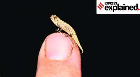 Worlds Smallest Reptile How It Compares To Other Reptiles Explained