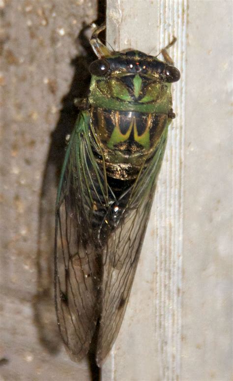 Late Summer Cicada | A Naturalist's Journal